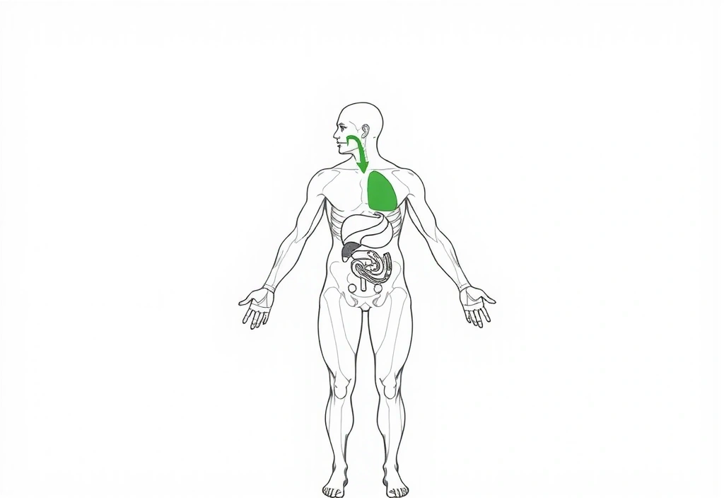 Schemat przepływu energii w organizmie